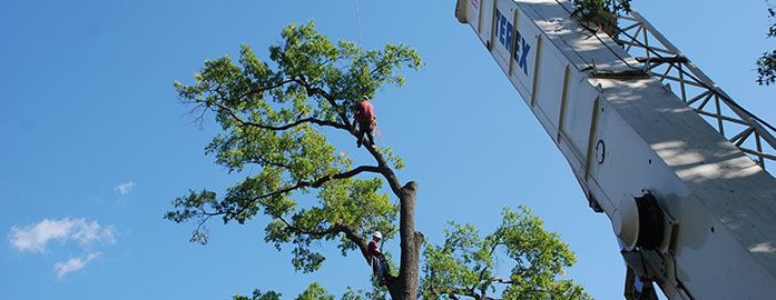 tree pruning and trimming
