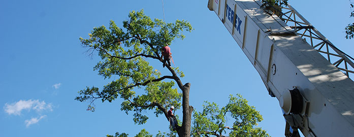 Condo Tree Maintenance