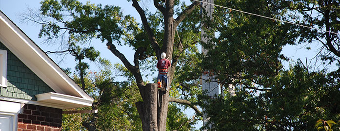 Tree trimming and pruning services