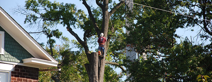 Tree Services