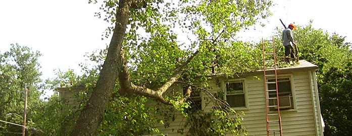 Tree Branch Cutting