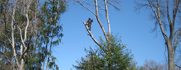 Tree Services: Signs That Your Tree Is Under Stress - Takoma Tree ...