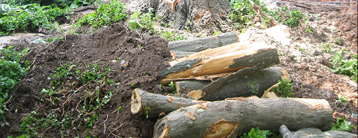 Emergency tree storm services