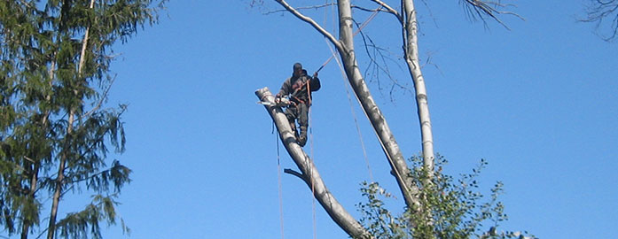local tree removal