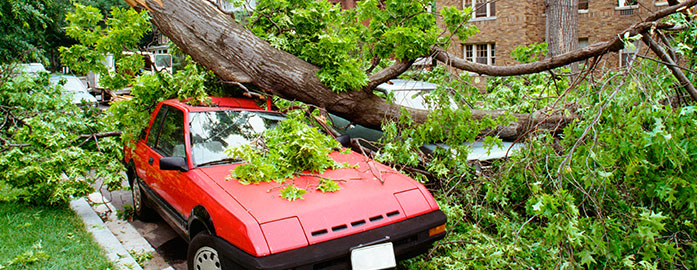 Storm damage tree services