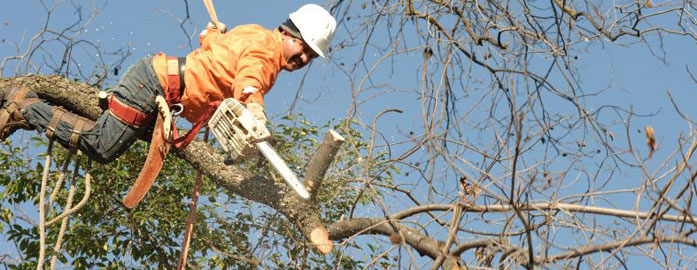 Tree Pruning