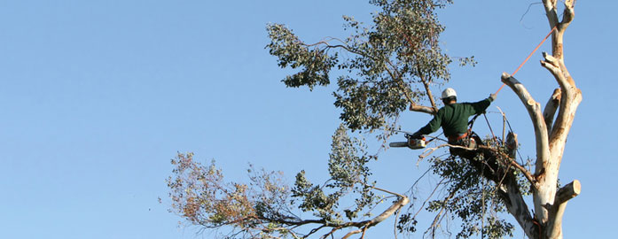 Tree removal