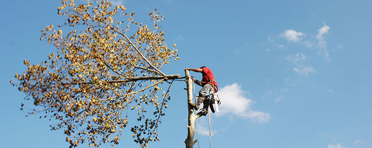 tree pruning and trimming